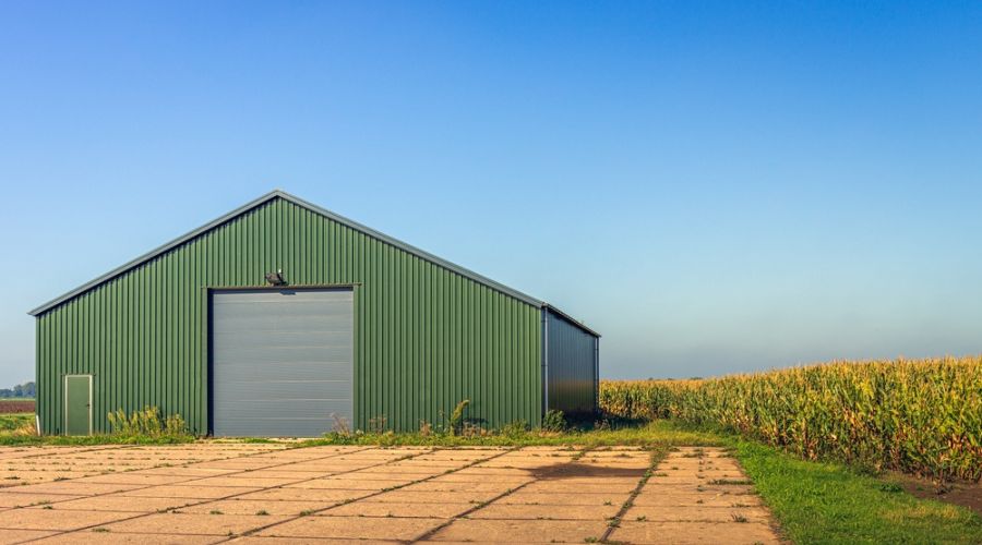A green barn in the middle of a corn field, made of metal.